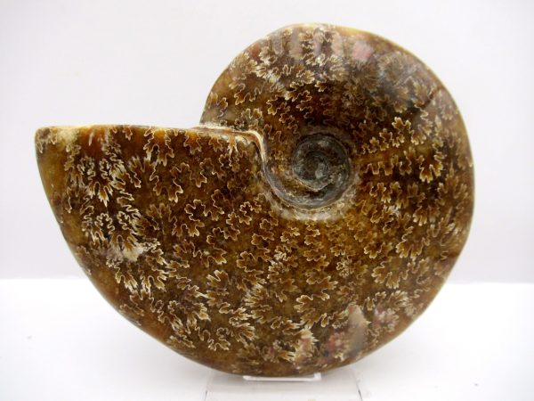 General Cretaceous Age Cleoniceras Whole Ammonite Fossils From Madagascar For Sale #101