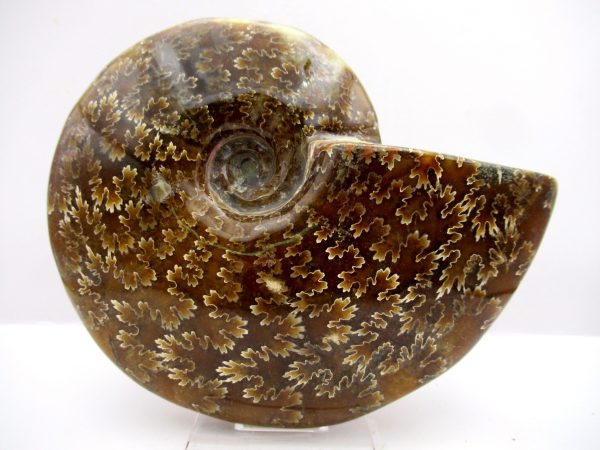 General Cretaceous Age Cleoniceras Whole Ammonite Fossils From Madagascar For Sale #101a