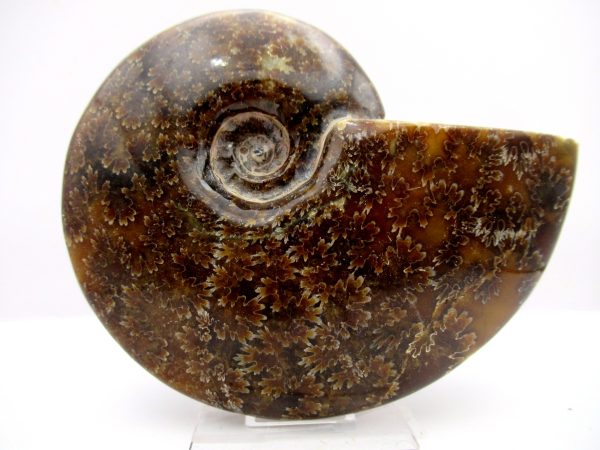 General Cretaceous Age Cleoniceras Whole Ammonite Fossils From Madagascar For Sale #102a