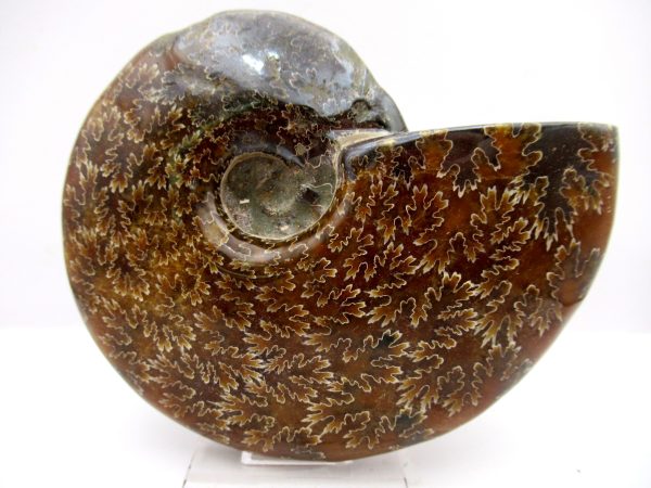 General Cretaceous Age Cleoniceras Whole Ammonite Fossils From Madagascar For Sale #103a