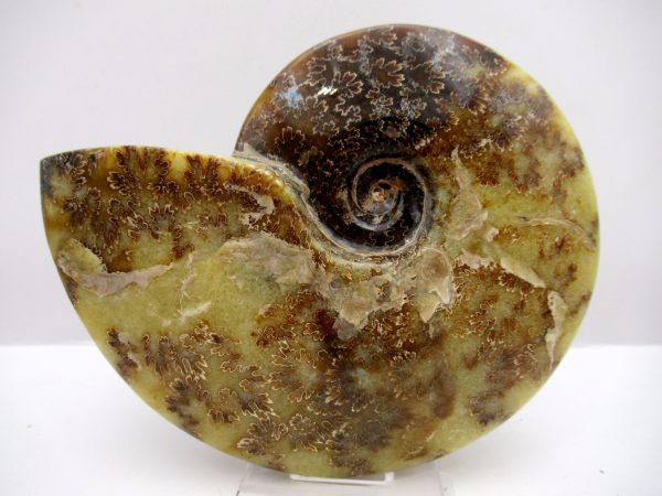 General Cretaceous Age Cleoniceras Whole Ammonite Fossils From Madagascar For Sale #104