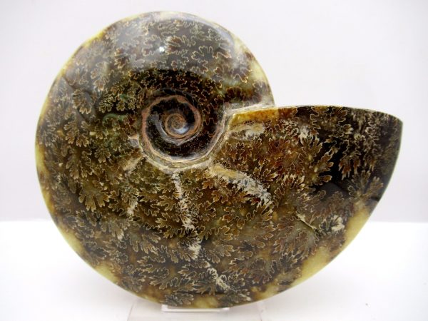 General Cretaceous Age Cleoniceras Whole Ammonite Fossils From Madagascar For Sale #104a