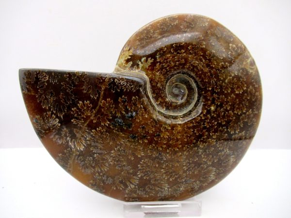 General Cretaceous Age Cleoniceras Whole Ammonite Fossils From Madagascar For Sale #105