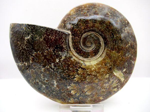 Madagascar Ammonite Cleoniceras Whole 106