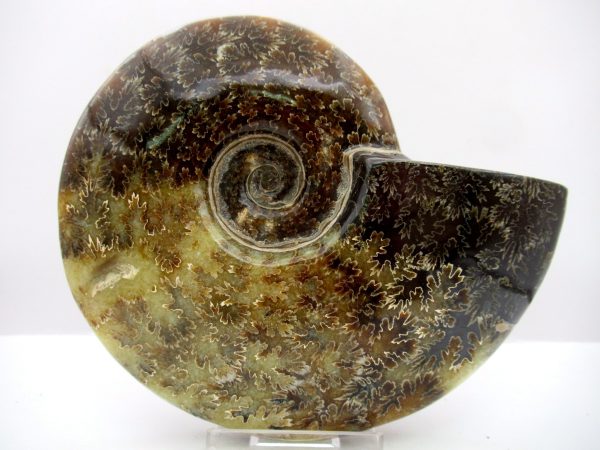 Madagascar Ammonite Cleoniceras Whole 106 - Image 2