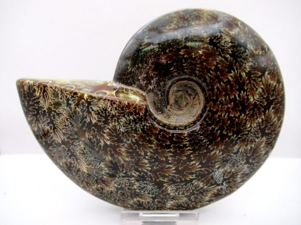 General Cretaceous Age Cleoniceras Whole Ammonite Fossils From Madagascar For Sale #107