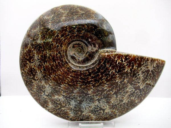 General Cretaceous Age Cleoniceras Whole Ammonite Fossils From Madagascar For Sale #107a