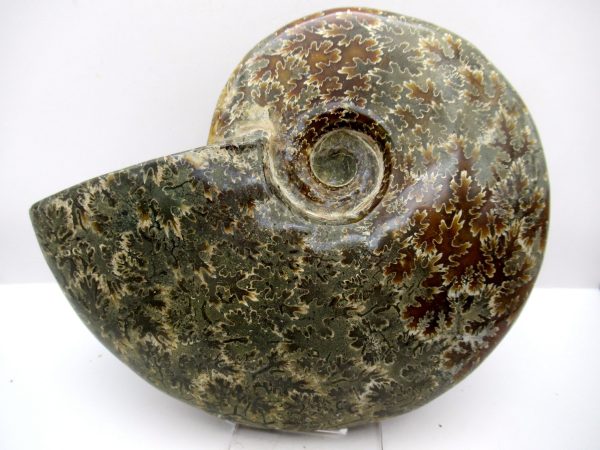 General Cretaceous Age Cleoniceras Whole Ammonite Fossils From Madagascar For Sale #109