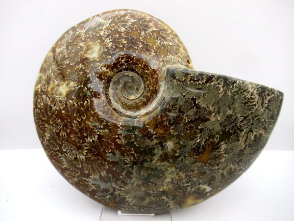 General Cretaceous Age Cleoniceras Whole Ammonite Fossils From Madagascar For Sale #109a