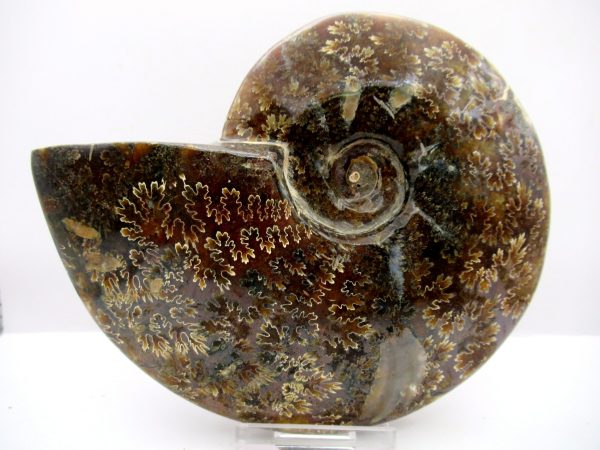 General Cretaceous Age Cleoniceras Whole Ammonite Fossils From Madagascar For Sale #110