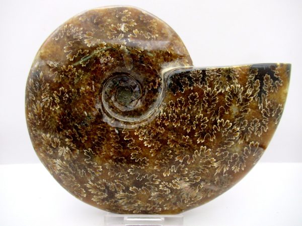 General Cretaceous Age Cleoniceras Whole Ammonite Fossils From Madagascar For Sale #110a