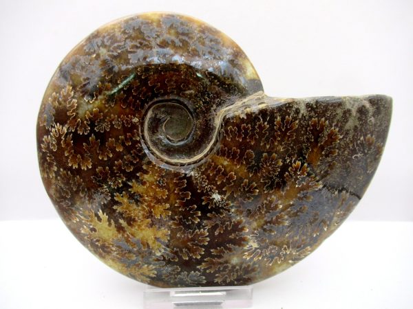 General Cretaceous Age Cleoniceras Whole Ammonite Fossils From Madagascar For Sale #111