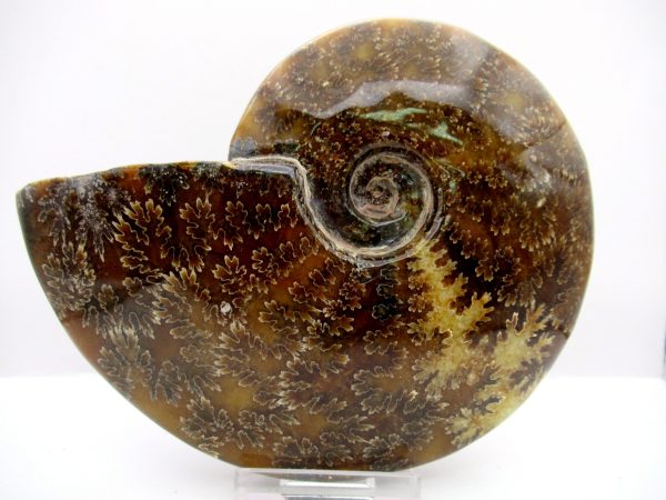 General Cretaceous Age Cleoniceras Whole Ammonite Fossils From Madagascar For Sale #111a