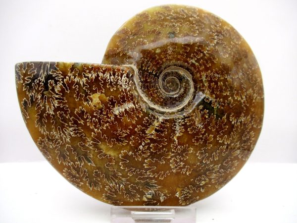 General Cretaceous Age Cleoniceras Whole Ammonite Fossils From Madagascar For Sale #112