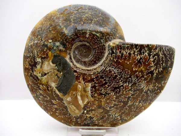 General Cretaceous Age Cleoniceras Whole Ammonite Fossils From Madagascar For Sale #112a