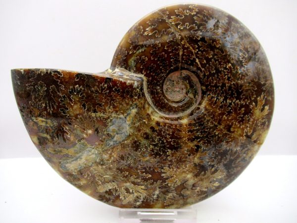 General Cretaceous Age Cleoniceras Whole Ammonite Fossils From Madagascar For Sale #113