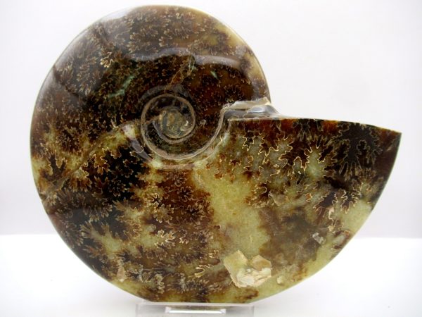 General Cretaceous Age Cleoniceras Whole Ammonite Fossils From Madagascar For Sale #113a