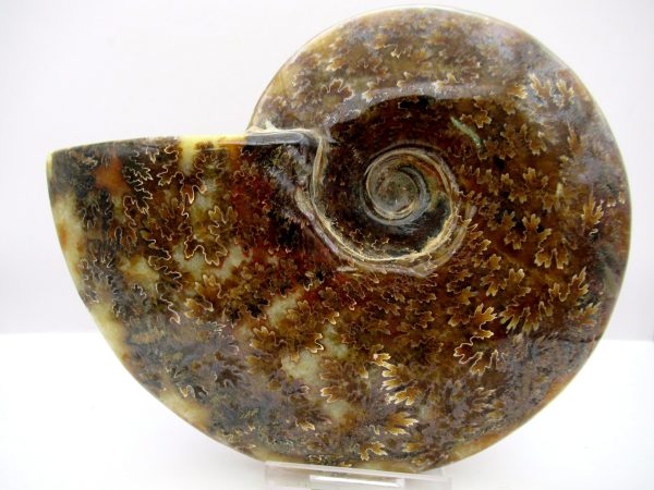 General Cretaceous Age Cleoniceras Whole Ammonite Fossils From Madagascar For Sale #114