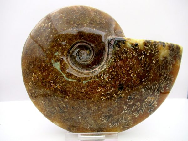 General Cretaceous Age Cleoniceras Whole Ammonite Fossils From Madagascar For Sale #114a