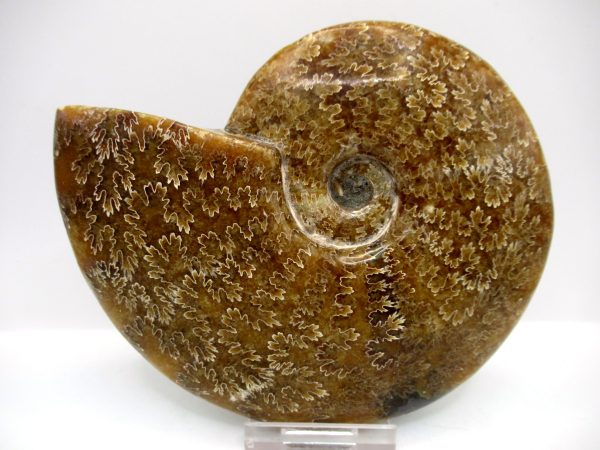 General Cretaceous Age Cleoniceras Whole Ammonite Fossils From Madagascar For Sale #115