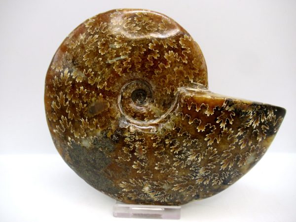 General Cretaceous Age Cleoniceras Whole Ammonite Fossils From Madagascar For Sale #115a