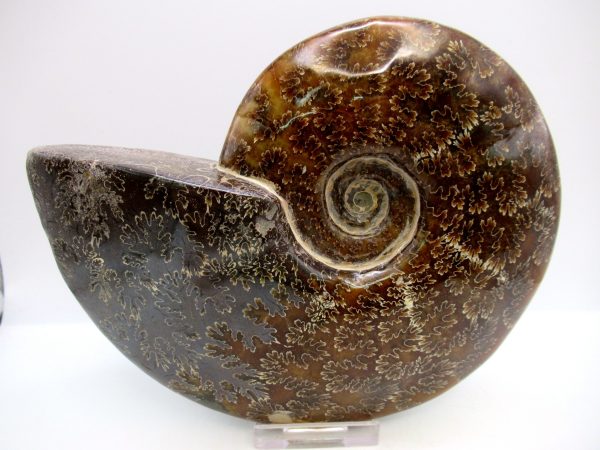 General Cretaceous Age Cleoniceras Whole Ammonite Fossils From Madagascar For Sale #118