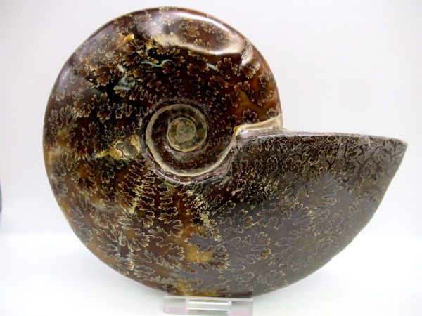 General Cretaceous Age Cleoniceras Whole Ammonite Fossils From Madagascar For Sale #118a