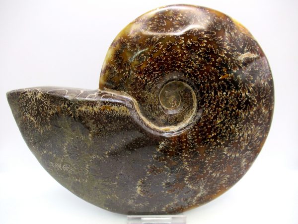 General Cretaceous Age Cleoniceras Whole Ammonite Fossils From Madagascar For Sale #119