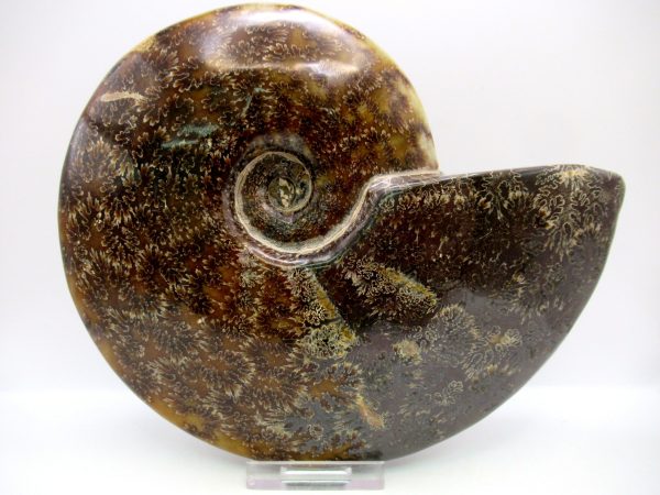 General Cretaceous Age Cleoniceras Whole Ammonite Fossils From Madagascar For Sale #119a