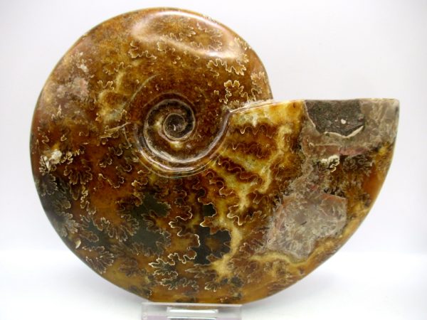 General Cretaceous Age Cleoniceras Whole Ammonite Fossils From Madagascar For Sale #121