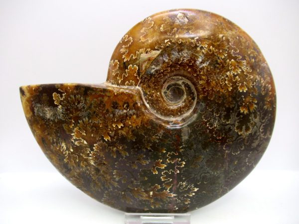 General Cretaceous Age Cleoniceras Whole Ammonite Fossils From Madagascar For Sale #121a