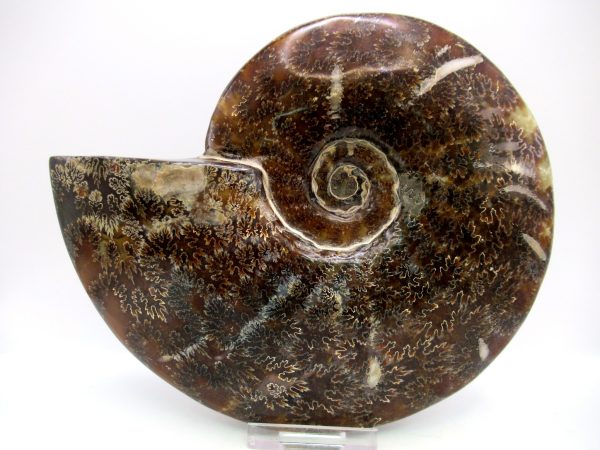 General Cretaceous Age Cleoniceras Whole Ammonite Fossils From Madagascar For Sale #123