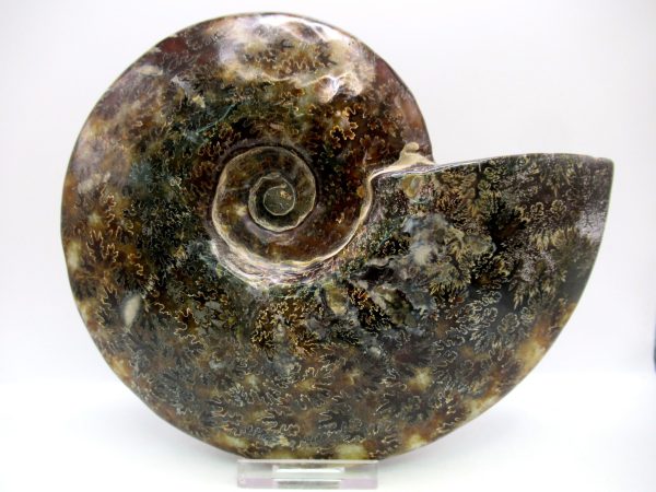 General Cretaceous Age Cleoniceras Whole Ammonite Fossils From Madagascar For Sale #123a