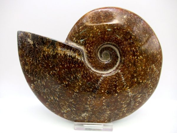 General Cretaceous Age Cleoniceras Whole Ammonite Fossils From Madagascar For Sale #125