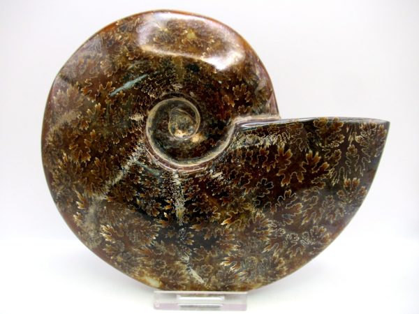 General Cretaceous Age Cleoniceras Whole Ammonite Fossils From Madagascar For Sale #125a