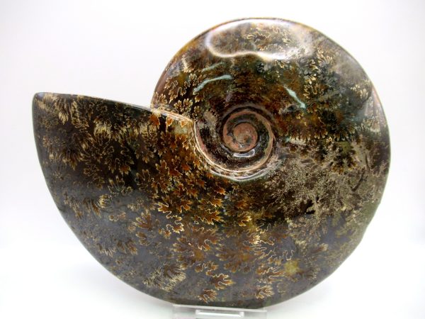 General Cretaceous Age Cleoniceras Whole Ammonite Fossils From Madagascar For Sale #126