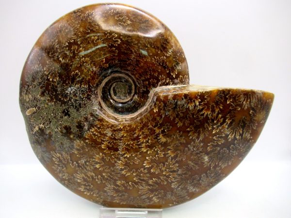 General Cretaceous Age Cleoniceras Whole Ammonite Fossils From Madagascar For Sale #126a