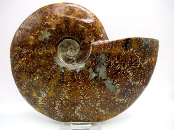 General Cretaceous Age Cleoniceras Whole Ammonite Fossils From Madagascar For Sale #127a