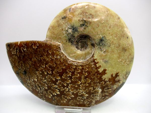 General Cretaceous Age Cleoniceras Whole Ammonite Fossils From Madagascar For Sale #129a