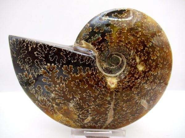 General Cretaceous Age Cleoniceras Whole Ammonite Fossils From Madagascar For Sale #78