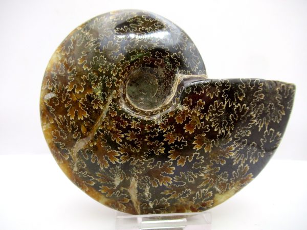 General Cretaceous Age Cleoniceras Whole Ammonite Fossils From Madagascar For Sale #78a