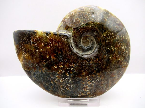 General Cretaceous Age Cleoniceras Whole Ammonite Fossils From Madagascar For Sale #79
