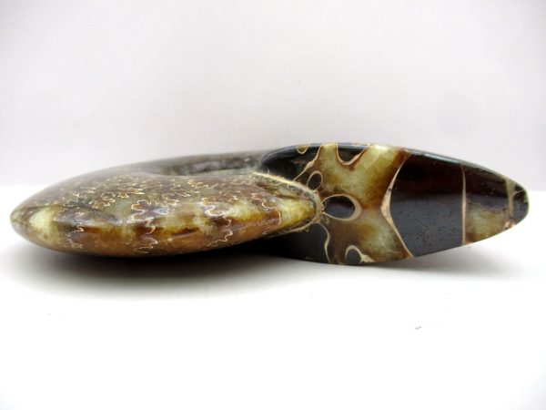 General Cretaceous Age Cleoniceras Whole Ammonite Fossils From Madagascar For Sale #79b