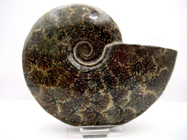 General Cretaceous Age Cleoniceras Whole Ammonite Fossils From Madagascar For Sale #80aJPG