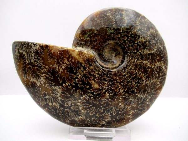 General Cretaceous Age Cleoniceras Whole Ammonite Fossils From Madagascar For Sale #82