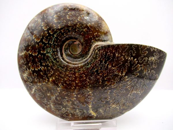 Madagascar Ammonite Cleoniceras Whole 83 - Image 2