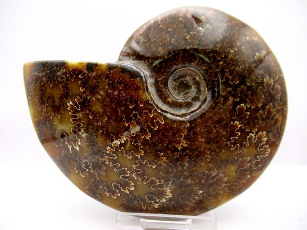 General Cretaceous Age Cleoniceras Whole Ammonite Fossils From Madagascar For Sale #84