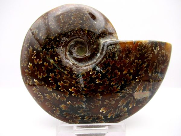 General Cretaceous Age Cleoniceras Whole Ammonite Fossils From Madagascar For Sale #85a