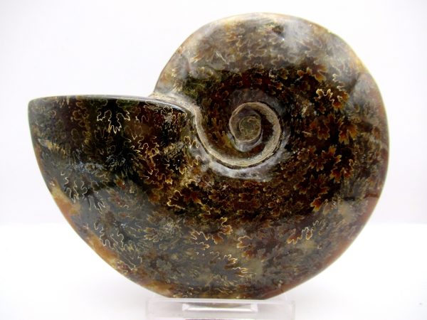 General Cretaceous Age Cleoniceras Whole Ammonite Fossils From Madagascar For Sale #86