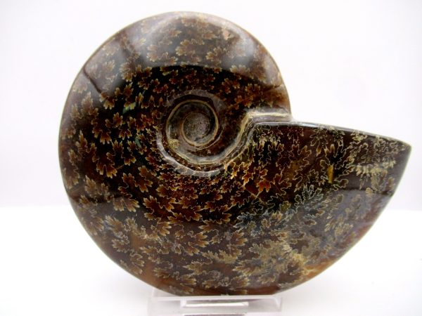 General Cretaceous Age Cleoniceras Whole Ammonite Fossils From Madagascar For Sale #88a